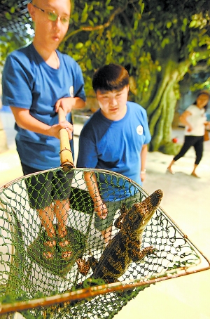 小区水池惊现鳄鱼