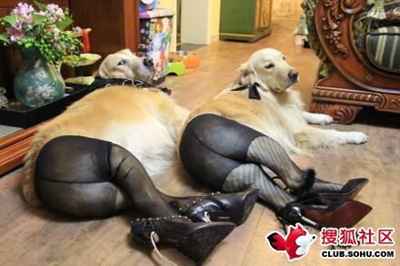 ѽ  ù˿