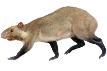 ͼ