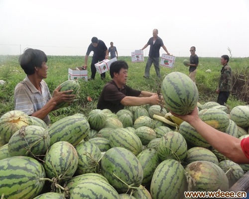 无棣岳里村五皇庄西瓜