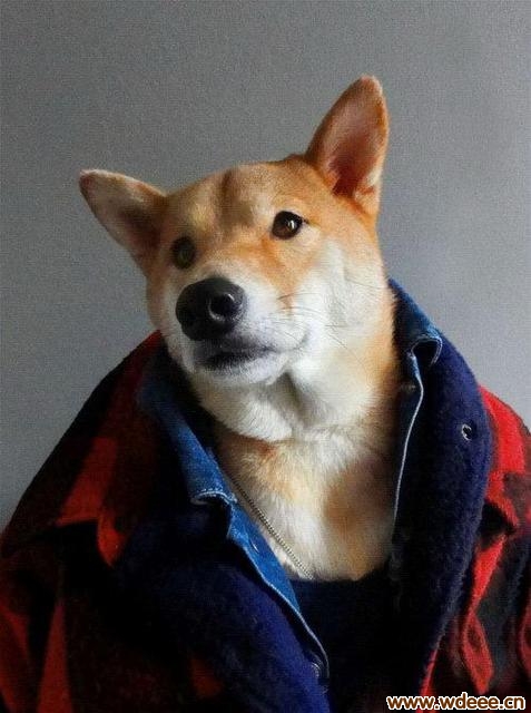 ͼ