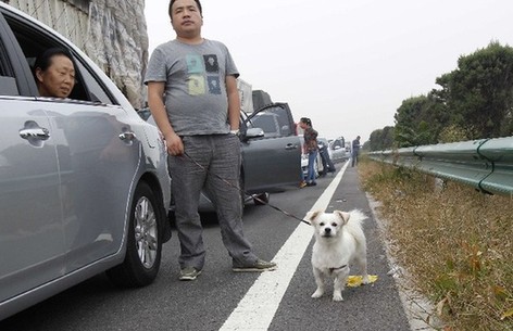 直击国庆高速免费首日大堵车:高速上遛狗车主无奈 直击国庆高速免费首日大堵车:高速上遛狗车主无奈