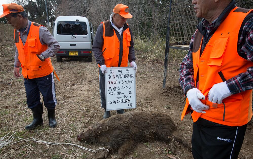 在6年时间里,福岛事故无人区成了野猪的天堂,这里的野猪数量迅速增加,而随着这片区域的解禁,福岛县的富冈町、浪江町回归的居民正在展开猎杀野猪的行动。