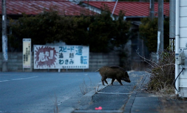 日本解封核辐射重污染区 猎杀变异野猪(组图)