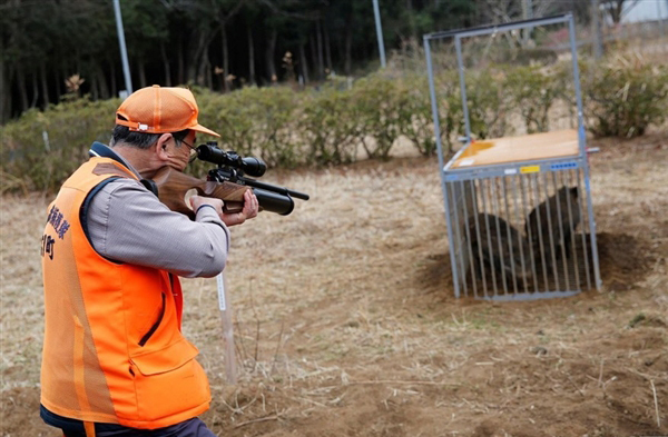 日本解封核辐射重污染区 猎杀变异野猪(组图)